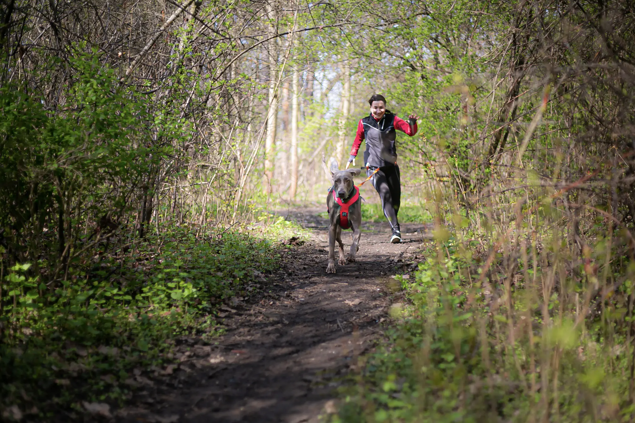Canicross – trening indywidualny. Wrocław